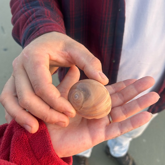 ✨🌻LIVE SHOW FLYER🌻✨ - Picture 9 of 16